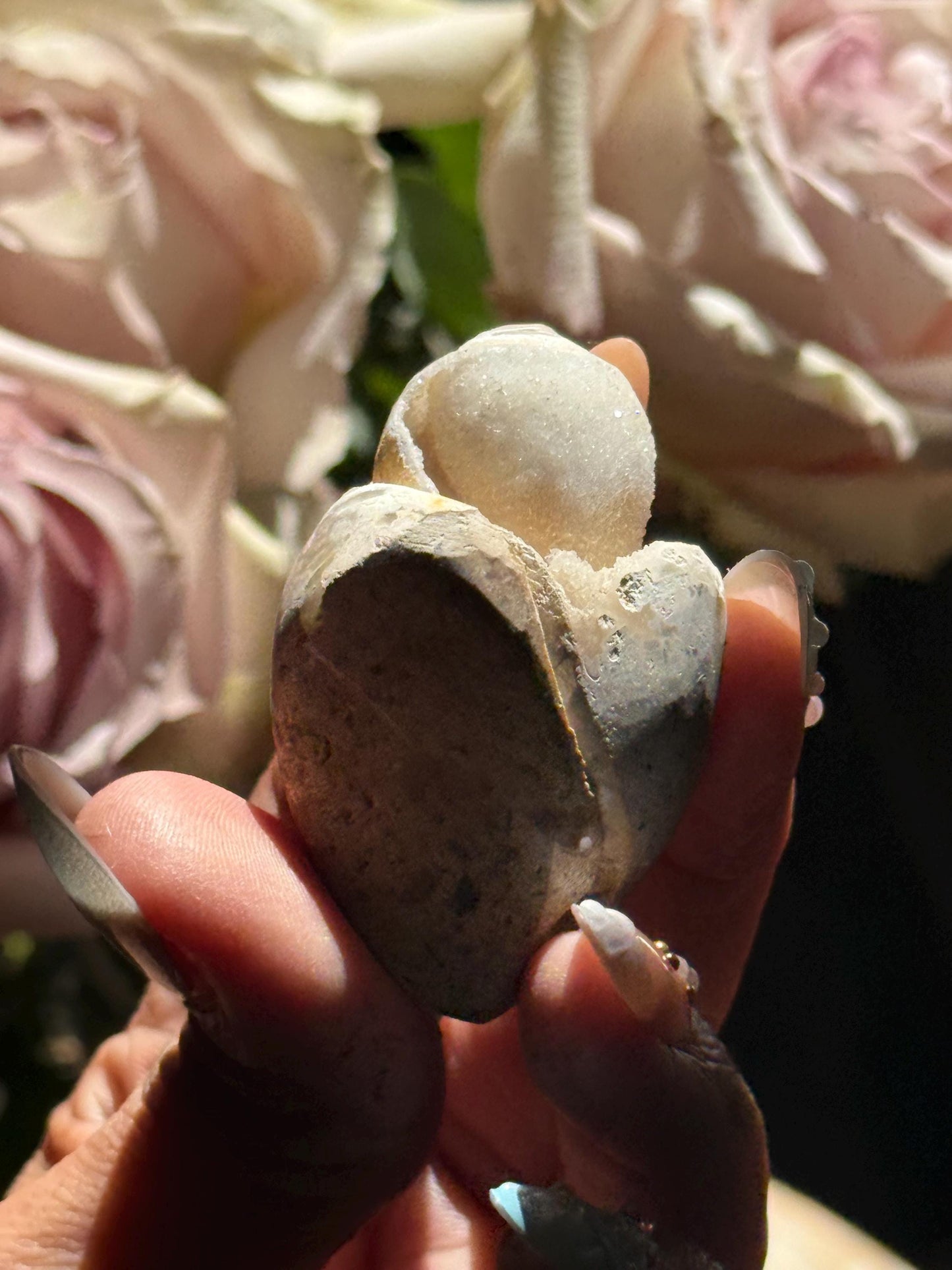 Spiralite Shell, Spiralite Quartz Shell, Fossilized Sea Shell, Agatized Shell, Druzy Quartz Shell, Fossilized Quartz, Crystal Gifts, Fossils