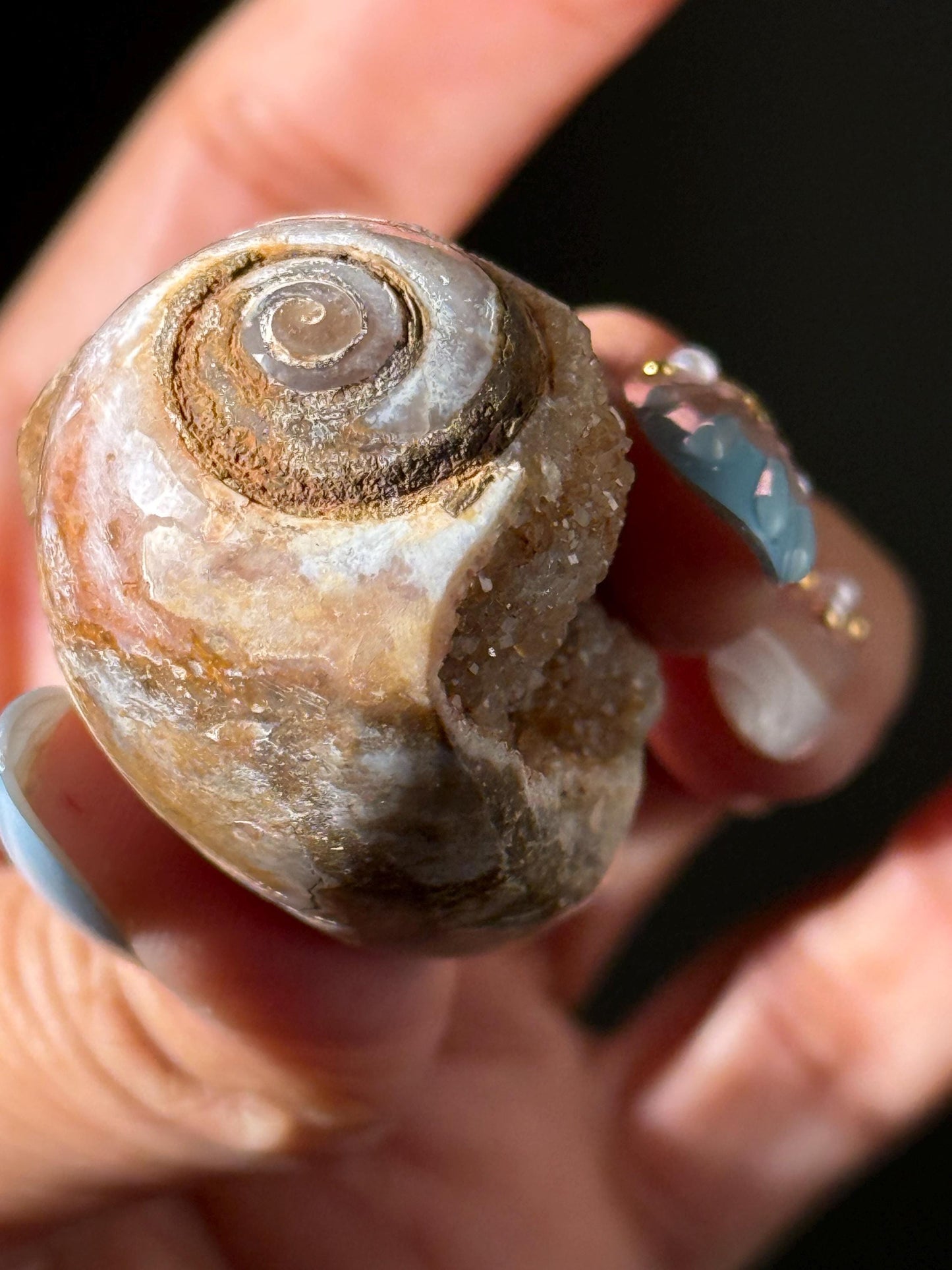 Druzy Quartz Shell, Shell, Spiralite Quartz Shell, Fossilized Sea Shell, Agatized Shell, Fossilized Quartz, Crystal Gifts, Fossils
