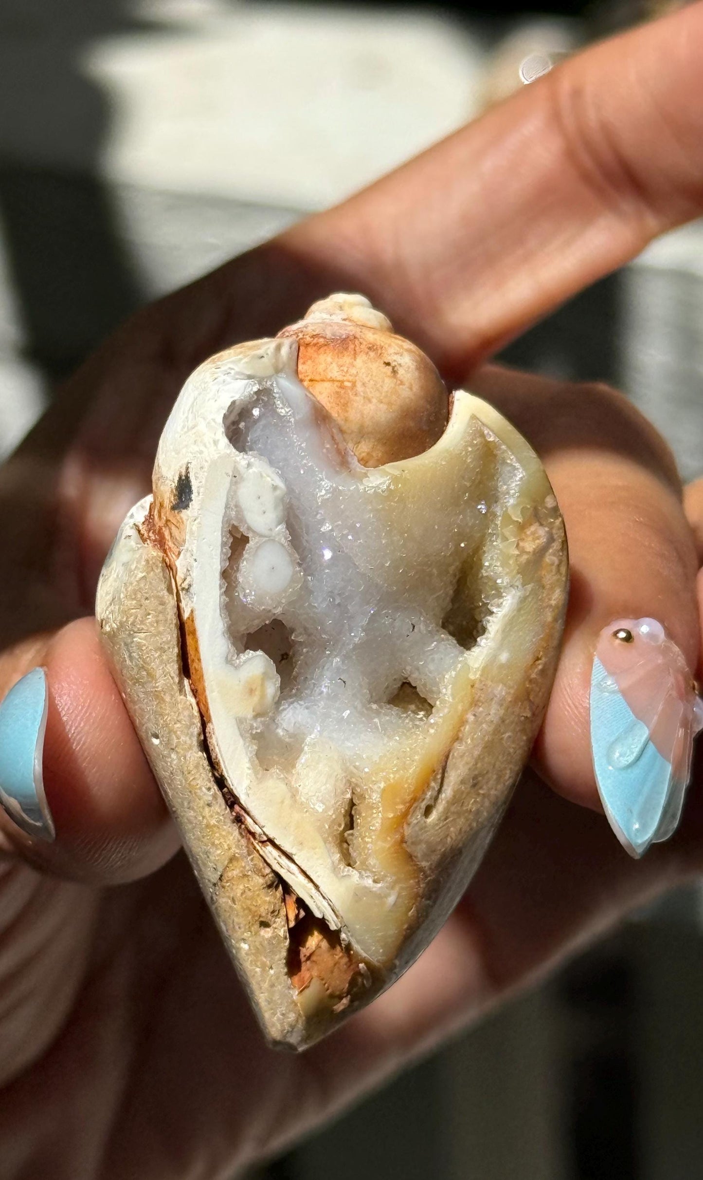 Spiralite Shell, Spiralite Quartz Shell, Fossilized Sea Shell, Agatized Shell, Druzy Quartz Shell, Fossilized Quartz, Crystal Gifts, Fossils