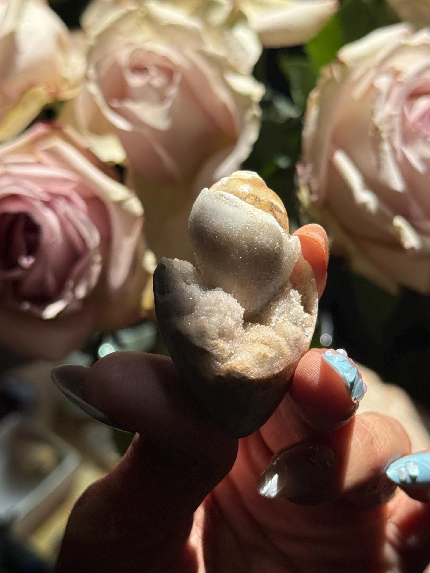 Spiralite Shell, Spiralite Quartz Shell, Fossilized Sea Shell, Agatized Shell, Druzy Quartz Shell, Fossilized Quartz, Crystal Gifts, Fossils
