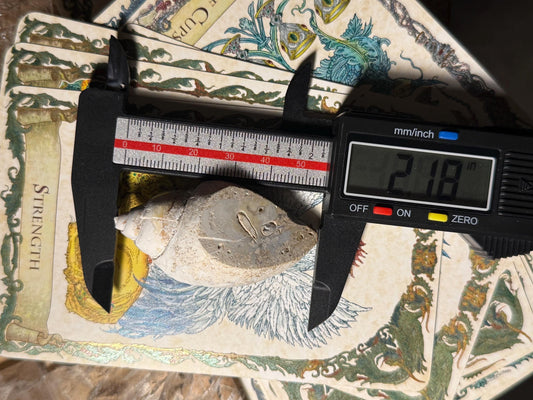 Spiralite Shell, Spiralite Quartz Shell, Fossilized Sea Shell, Agatized Shell, Druzy Quartz Shell, Fossilized Quartz, Crystal Gifts, Fossils