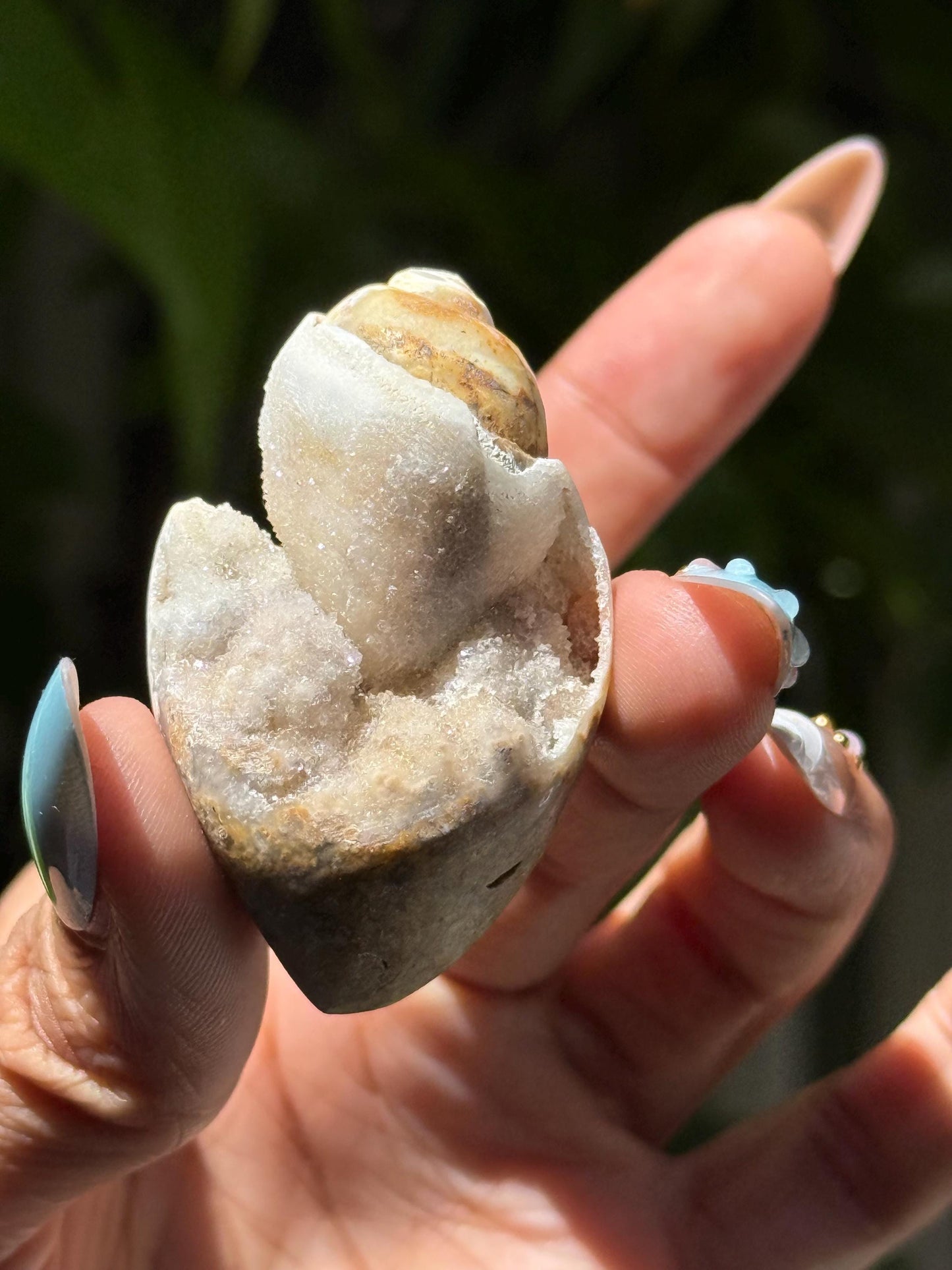 Spiralite Shell, Spiralite Quartz Shell, Fossilized Sea Shell, Agatized Shell, Druzy Quartz Shell, Fossilized Quartz, Crystal Gifts, Fossils