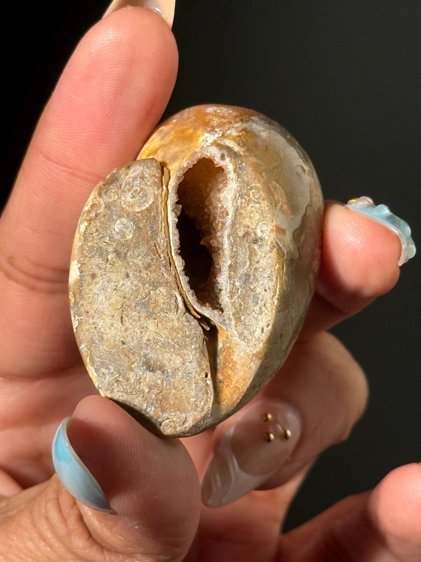 Druzy Quartz Shell, Shell, Spiralite Quartz Shell, Fossilized Sea Shell, Agatized Shell, Fossilized Quartz, Crystal Gifts, Fossils