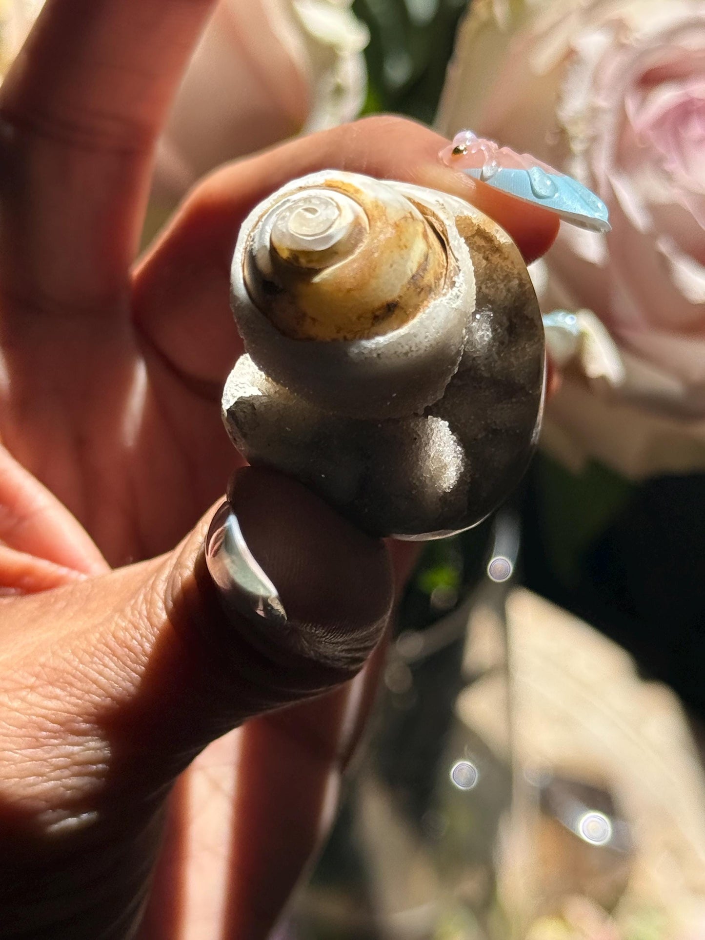 Spiralite Shell, Spiralite Quartz Shell, Fossilized Sea Shell, Agatized Shell, Druzy Quartz Shell, Fossilized Quartz, Crystal Gifts, Fossils