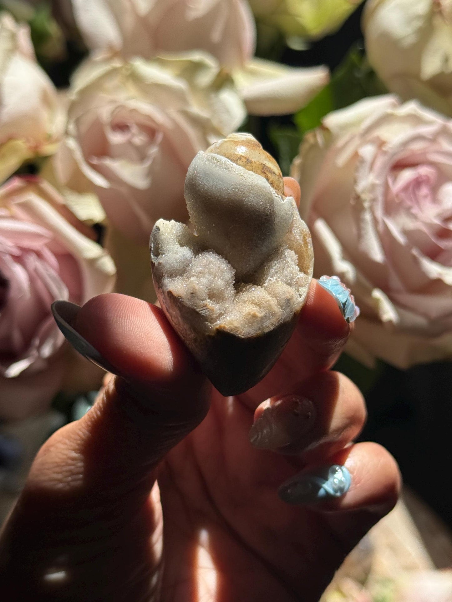 Spiralite Shell, Spiralite Quartz Shell, Fossilized Sea Shell, Agatized Shell, Druzy Quartz Shell, Fossilized Quartz, Crystal Gifts, Fossils