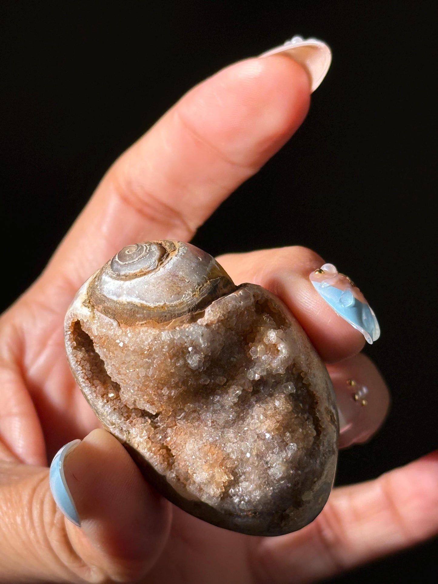 Druzy Quartz Shell, Shell, Spiralite Quartz Shell, Fossilized Sea Shell, Agatized Shell, Fossilized Quartz, Crystal Gifts, Fossils