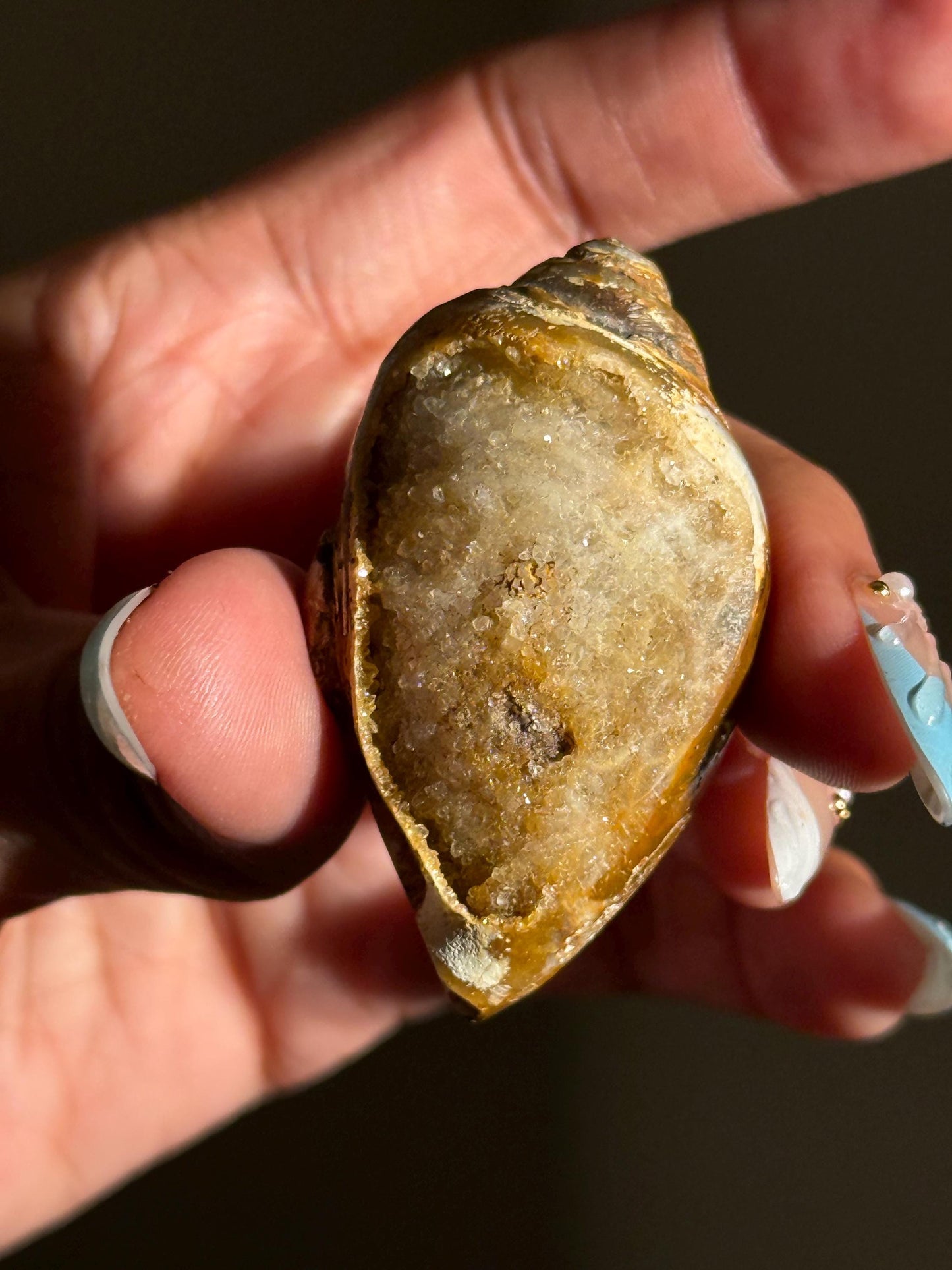 Spiralite Shell, Spiralite Quartz Shell, Fossilized Sea Shell, Agatized Shell, Druzy Quartz Shell, Fossilized Quartz, Crystal Gifts, Fossils