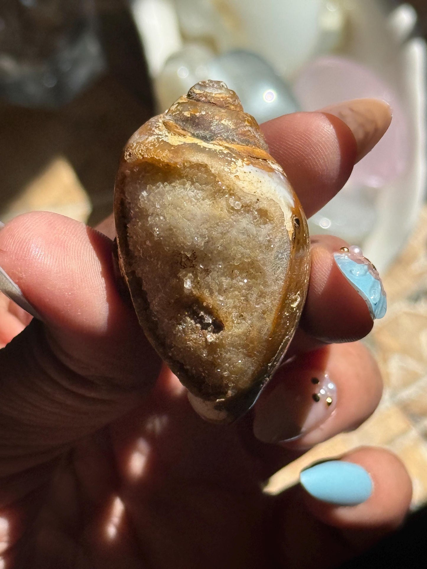Spiralite Shell, Spiralite Quartz Shell, Fossilized Sea Shell, Agatized Shell, Druzy Quartz Shell, Fossilized Quartz, Crystal Gifts, Fossils
