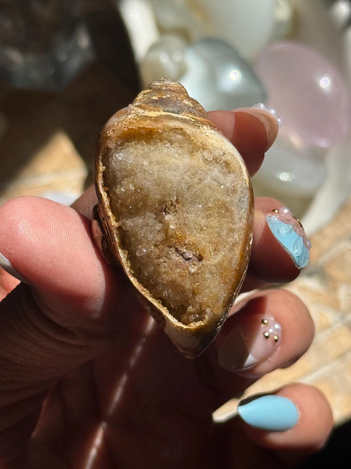 Spiralite Shell, Spiralite Quartz Shell, Fossilized Sea Shell, Agatized Shell, Druzy Quartz Shell, Fossilized Quartz, Crystal Gifts, Fossils