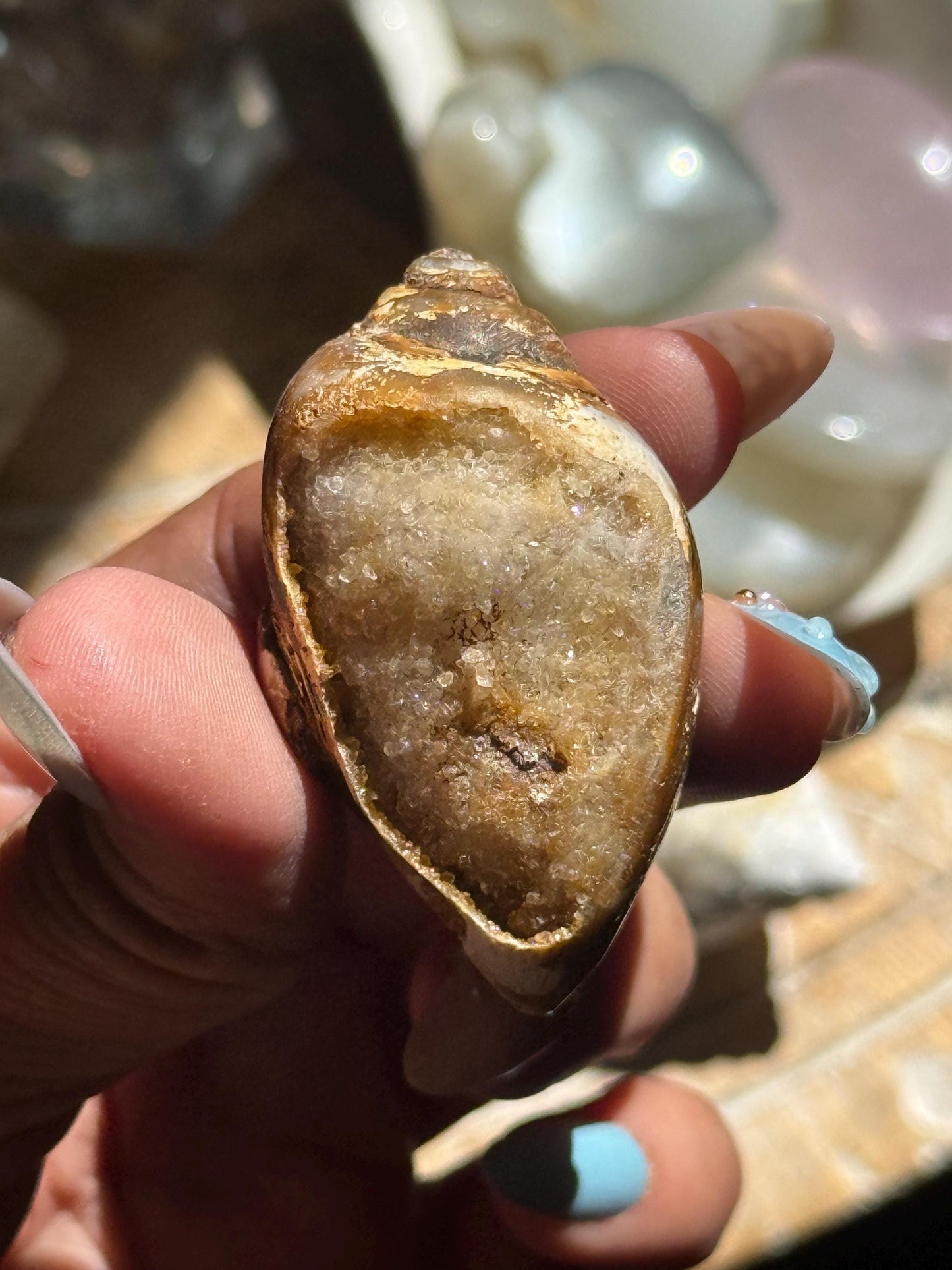 Spiralite Shell, Spiralite Quartz Shell, Fossilized Sea Shell, Agatized Shell, Druzy Quartz Shell, Fossilized Quartz, Crystal Gifts, Fossils