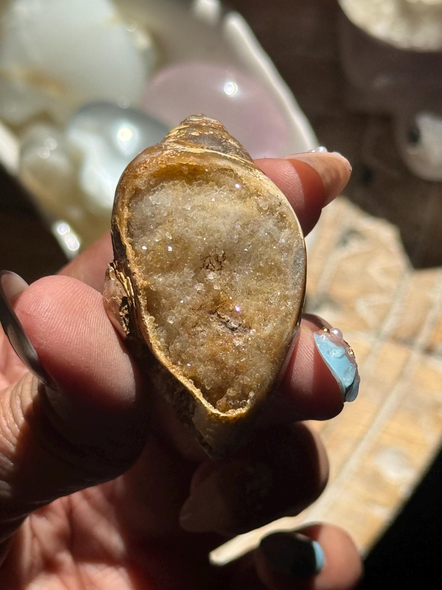 Spiralite Shell, Spiralite Quartz Shell, Fossilized Sea Shell, Agatized Shell, Druzy Quartz Shell, Fossilized Quartz, Crystal Gifts, Fossils