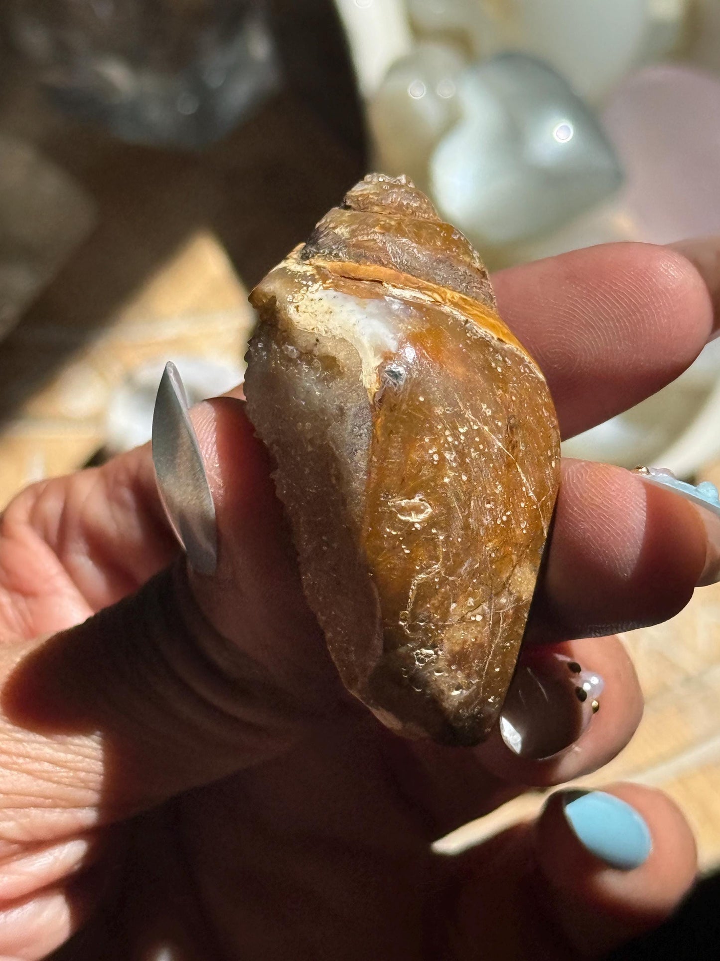 Spiralite Shell, Spiralite Quartz Shell, Fossilized Sea Shell, Agatized Shell, Druzy Quartz Shell, Fossilized Quartz, Crystal Gifts, Fossils