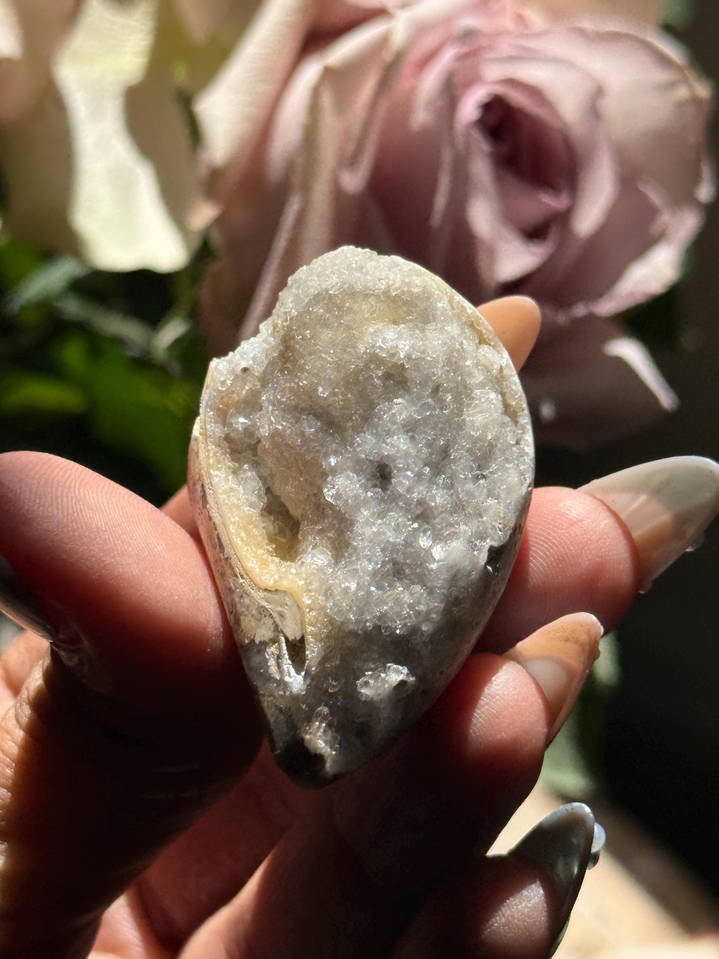 Spiralite Shell, Spiralite Quartz Shell, Fossilized Sea Shell, Agatized Shell, Druzy Quartz Shell, Fossilized Quartz, Crystal Gifts, Fossils
