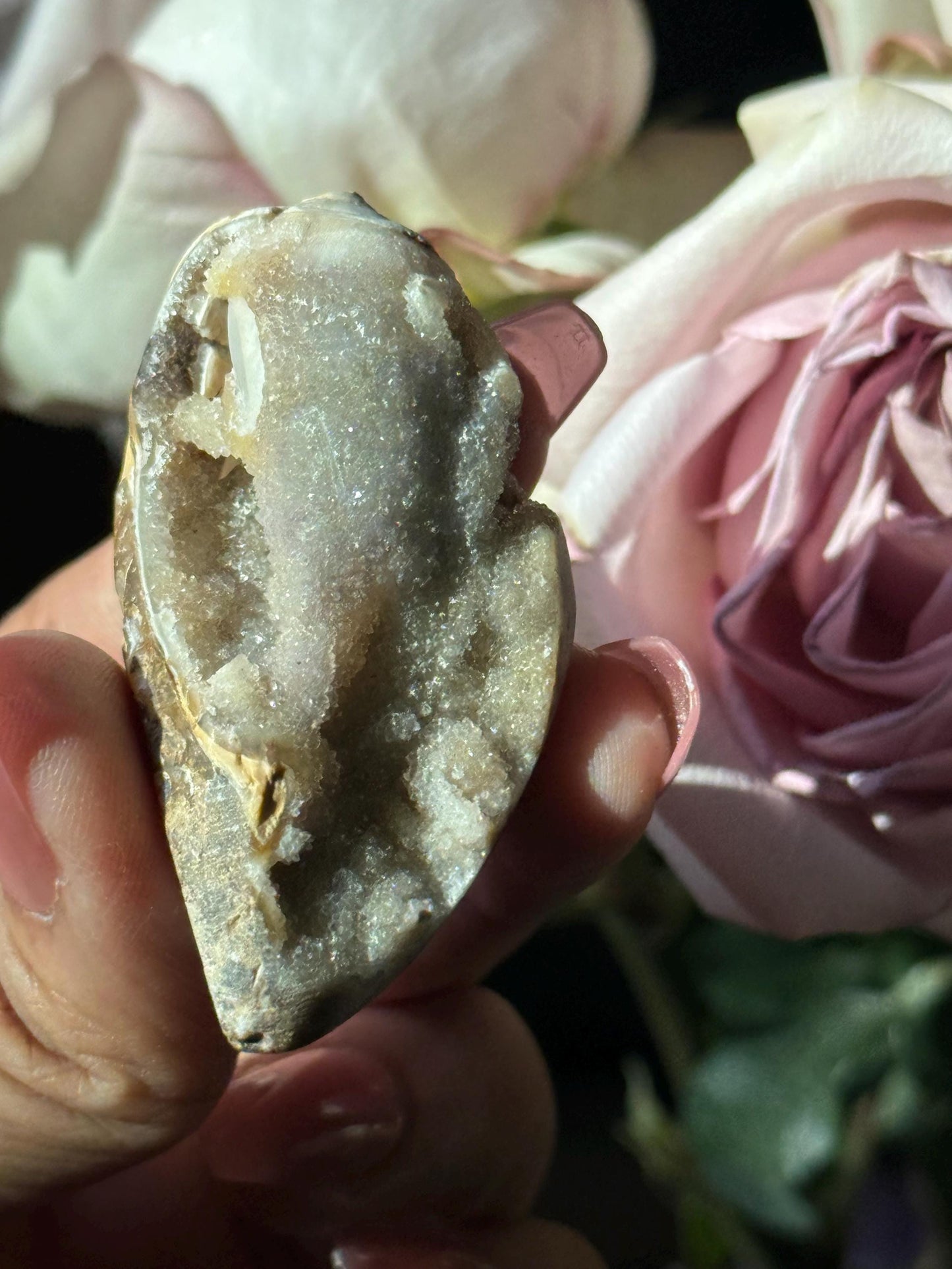 Spiralite Shell, Spiralite Quartz Shell, Fossilized Sea Shell, Agatized Shell, Druzy Quartz Shell, Fossilized Quartz, Crystal Gifts, Fossils