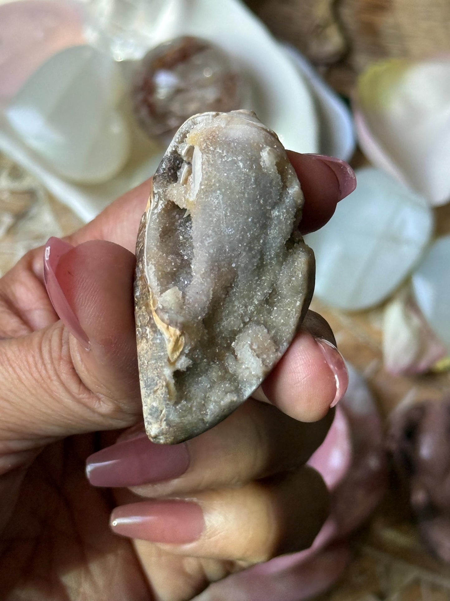 Spiralite Shell, Spiralite Quartz Shell, Fossilized Sea Shell, Agatized Shell, Druzy Quartz Shell, Fossilized Quartz, Crystal Gifts, Fossils