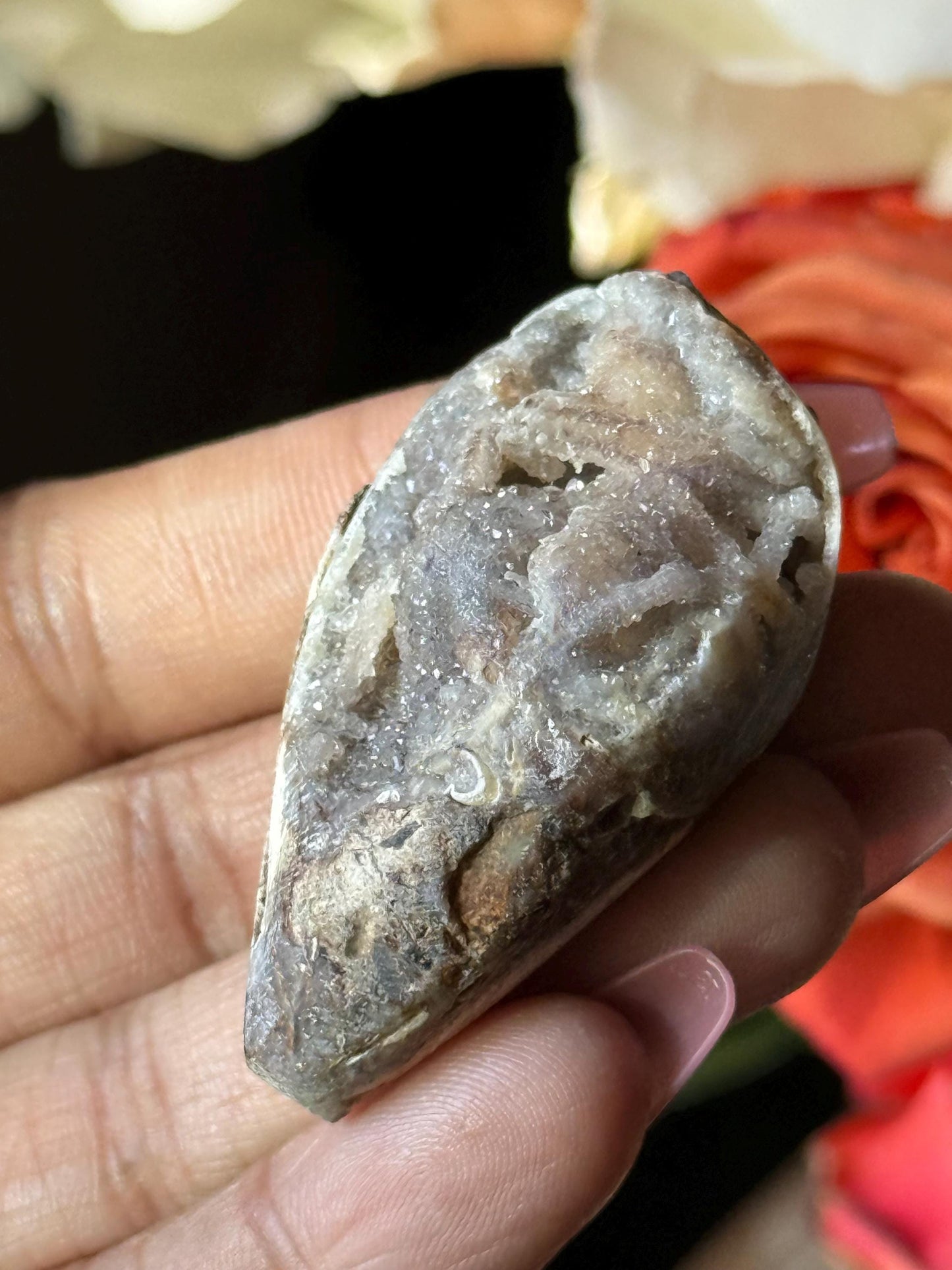 Spiralite Shell, Spiralite Quartz Shell, Fossilized Sea Shell, Agatized Shell, Druzy Quartz Shell, Fossilized Quartz, Crystal Gifts, Fossils