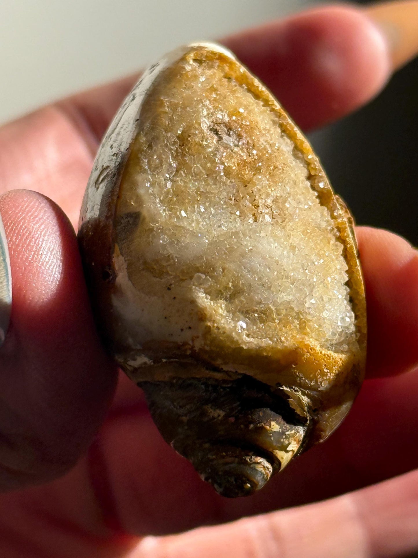 Spiralite Shell, Spiralite Quartz Shell, Fossilized Sea Shell, Agatized Shell, Druzy Quartz Shell, Fossilized Quartz, Crystal Gifts, Fossils