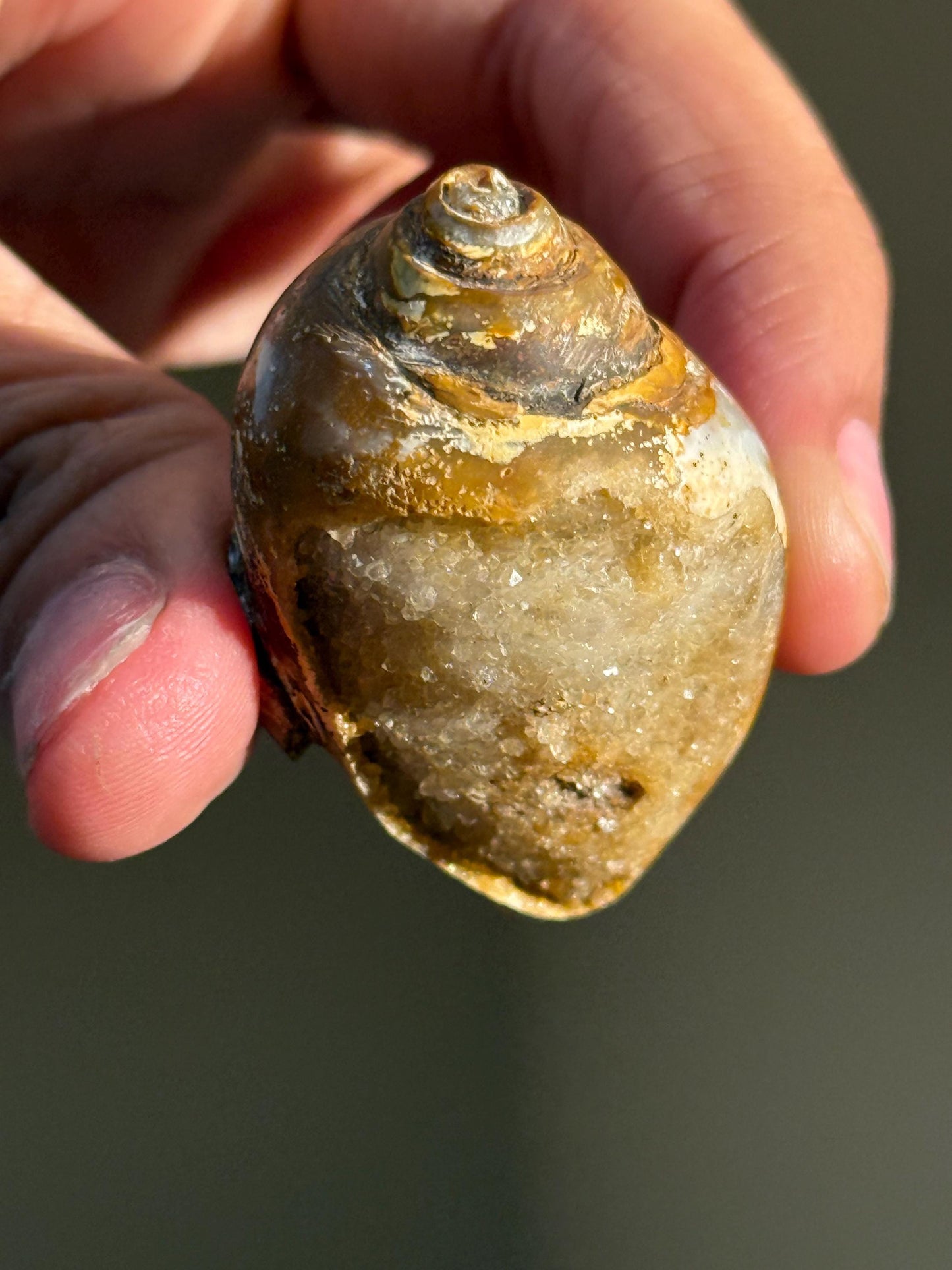 Spiralite Shell, Spiralite Quartz Shell, Fossilized Sea Shell, Agatized Shell, Druzy Quartz Shell, Fossilized Quartz, Crystal Gifts, Fossils