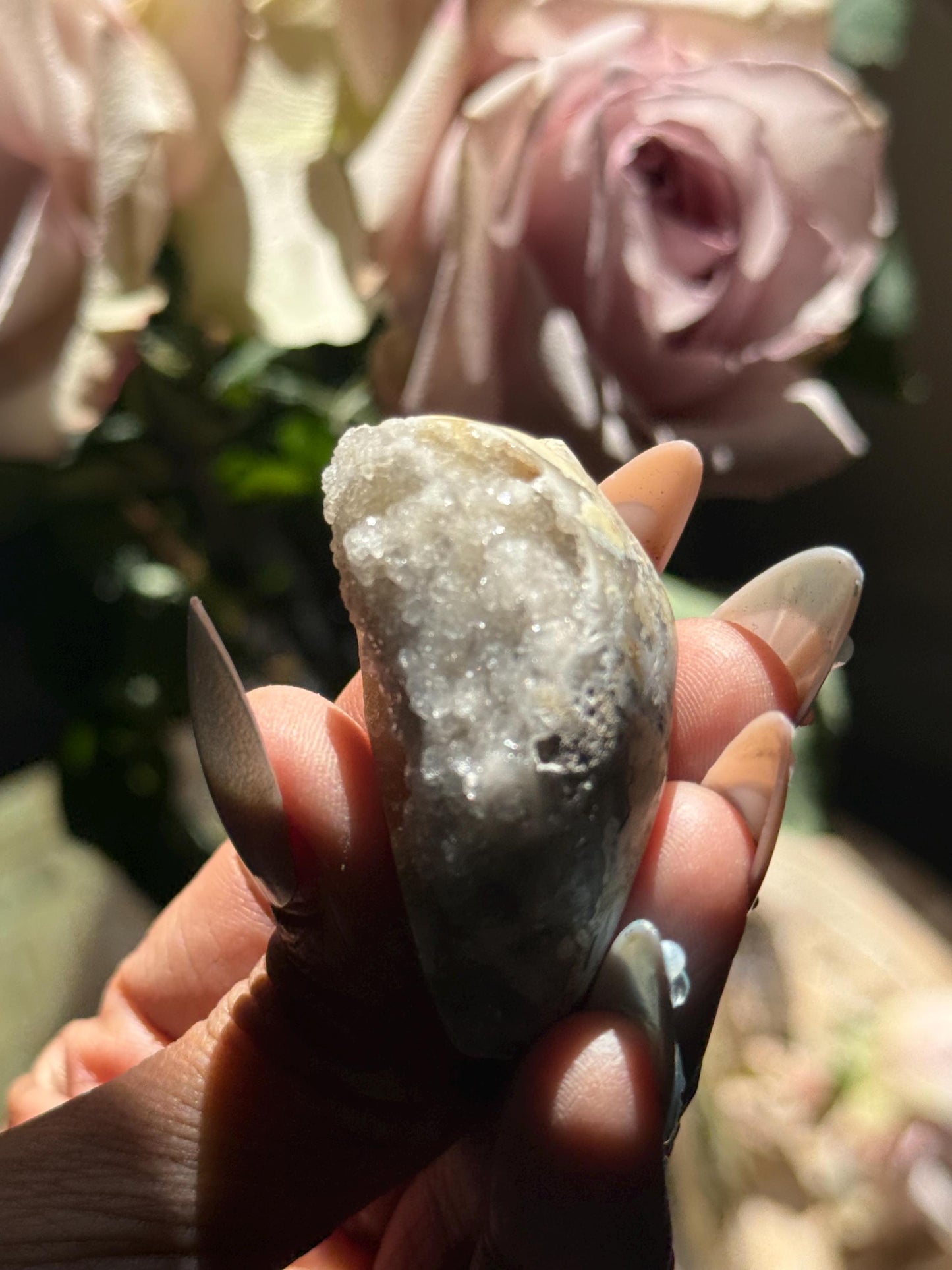 Spiralite Shell, Spiralite Quartz Shell, Fossilized Sea Shell, Agatized Shell, Druzy Quartz Shell, Fossilized Quartz, Crystal Gifts, Fossils