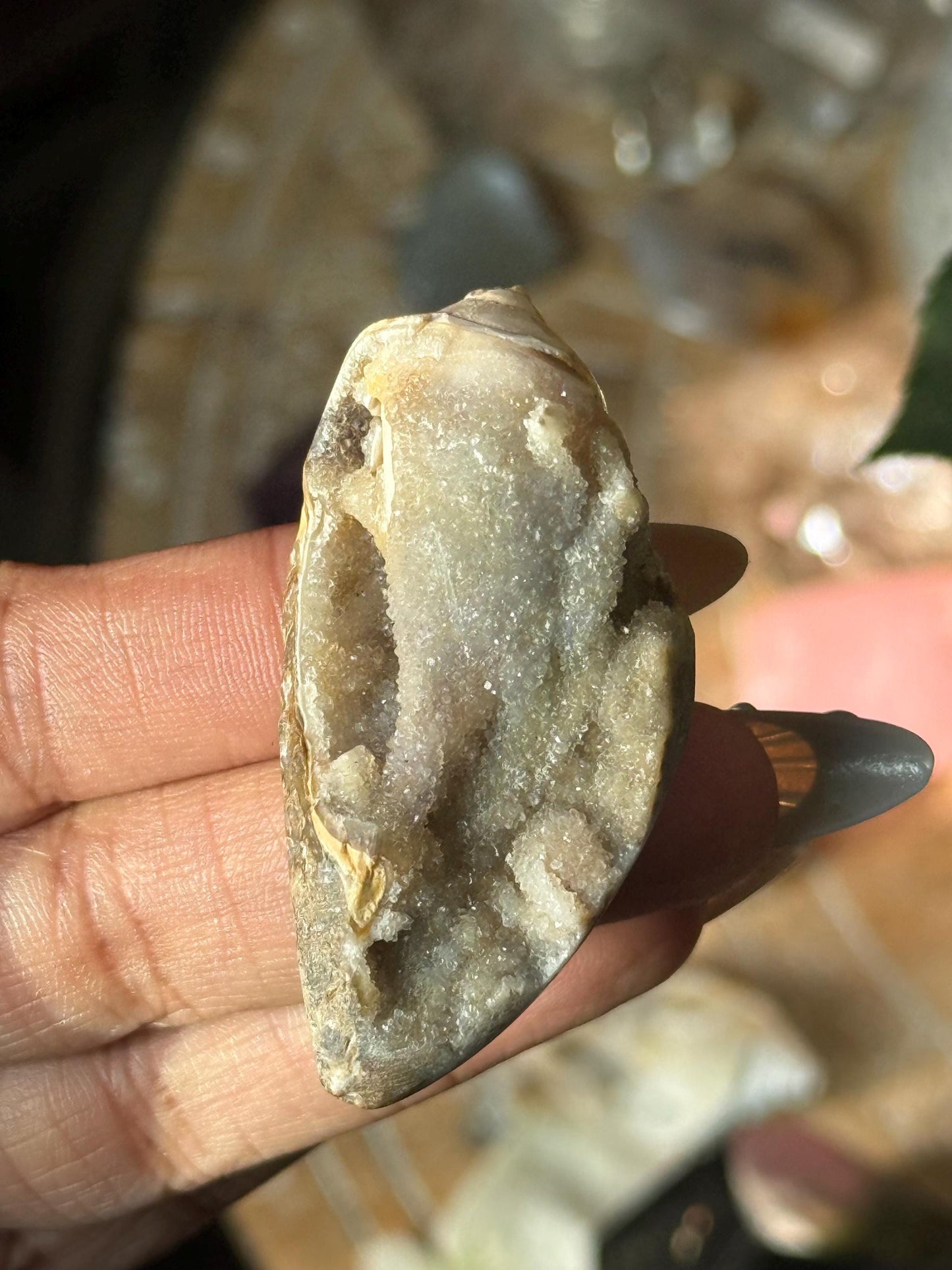 Spiralite Shell, Spiralite Quartz Shell, Fossilized Sea Shell, Agatized Shell, Druzy Quartz Shell, Fossilized Quartz, Crystal Gifts, Fossils