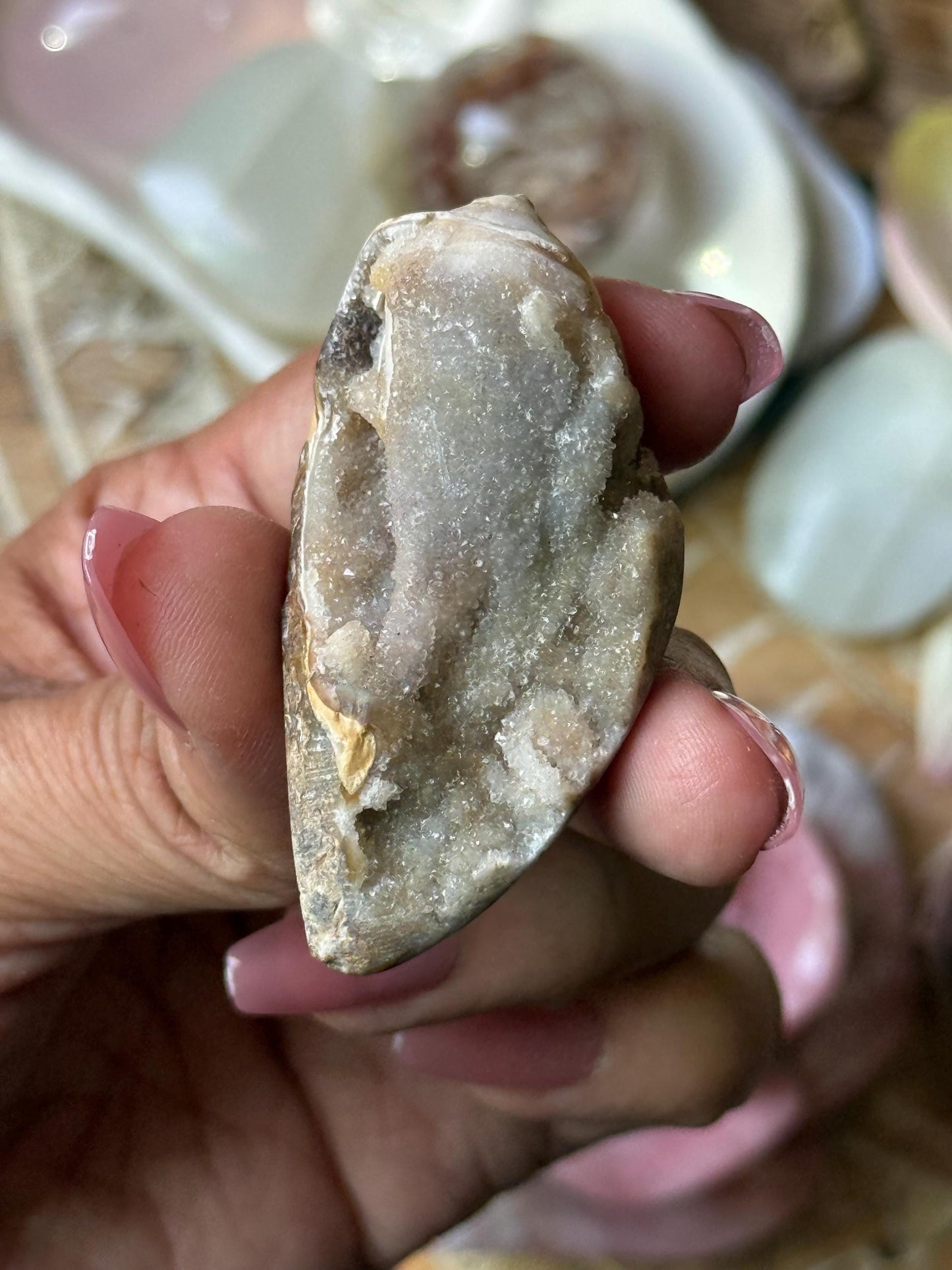 Spiralite Shell, Spiralite Quartz Shell, Fossilized Sea Shell, Agatized Shell, Druzy Quartz Shell, Fossilized Quartz, Crystal Gifts, Fossils