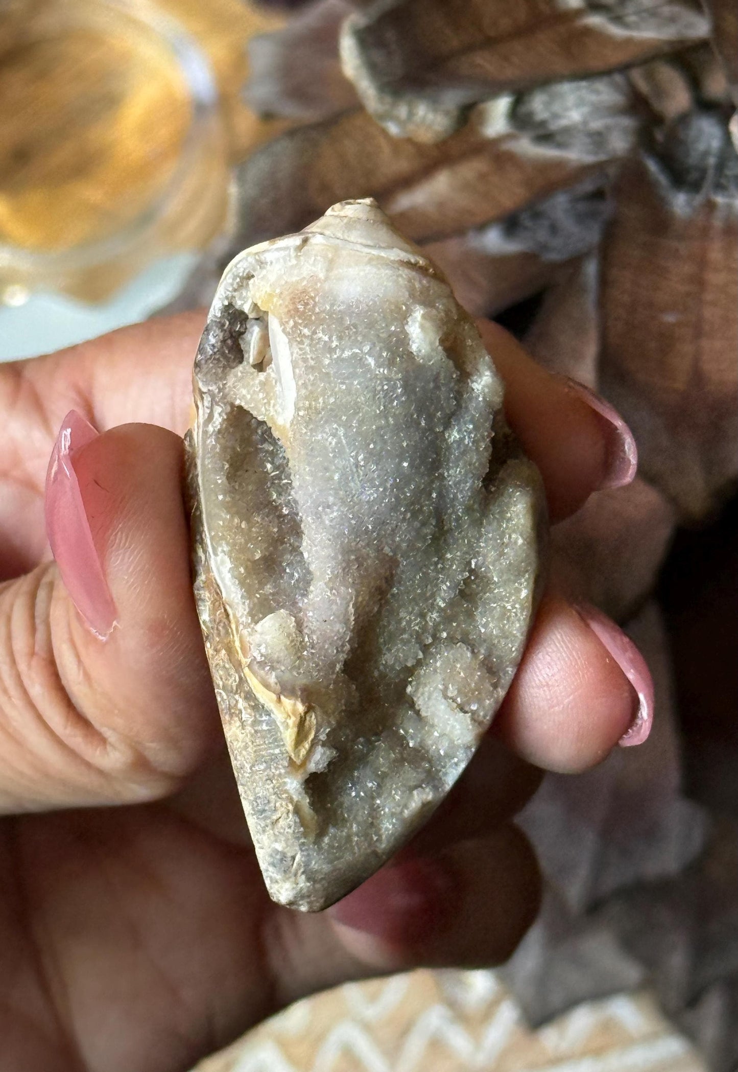 Spiralite Shell, Spiralite Quartz Shell, Fossilized Sea Shell, Agatized Shell, Druzy Quartz Shell, Fossilized Quartz, Crystal Gifts, Fossils