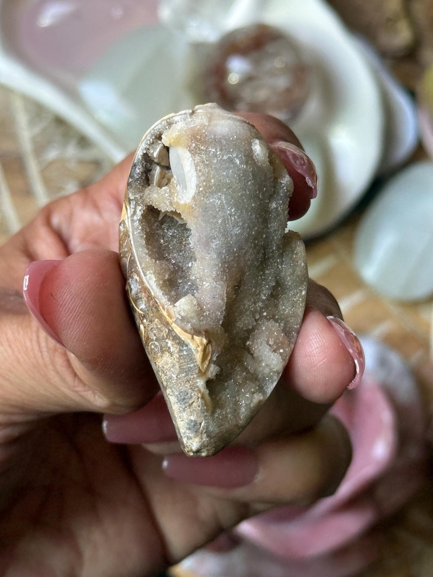 Spiralite Shell, Spiralite Quartz Shell, Fossilized Sea Shell, Agatized Shell, Druzy Quartz Shell, Fossilized Quartz, Crystal Gifts, Fossils