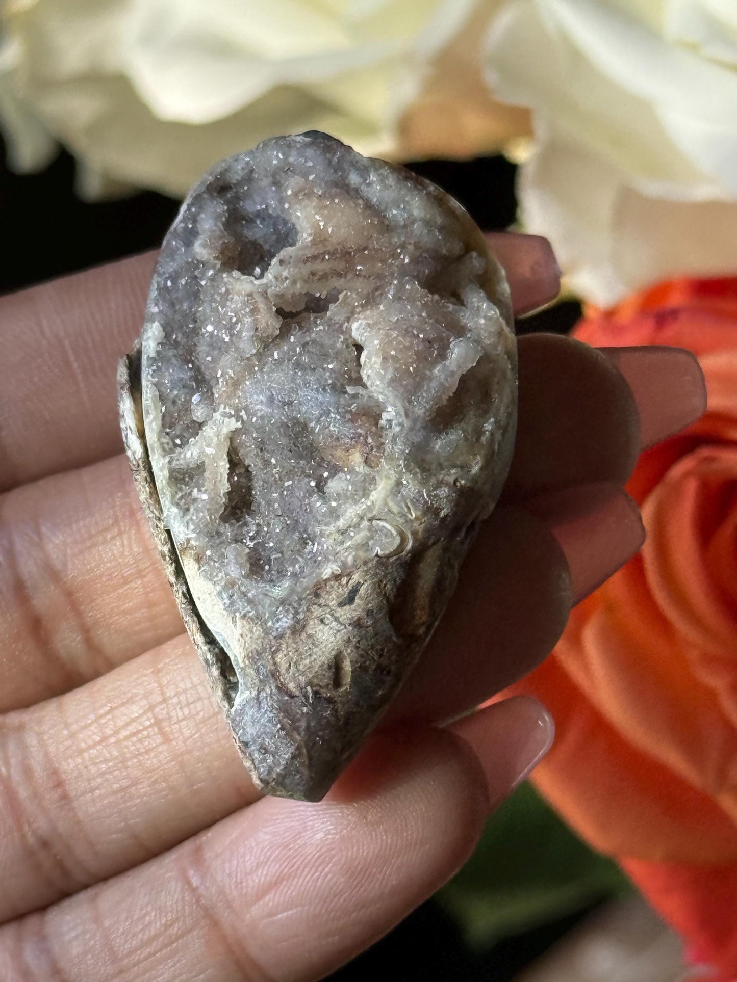 Spiralite Shell, Spiralite Quartz Shell, Fossilized Sea Shell, Agatized Shell, Druzy Quartz Shell, Fossilized Quartz, Crystal Gifts, Fossils