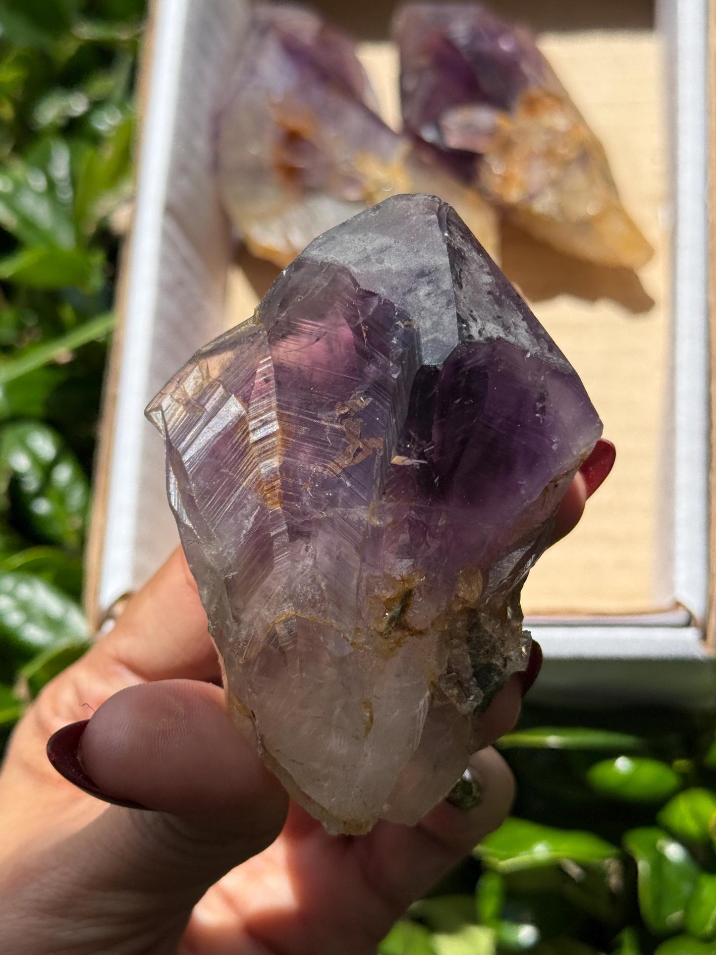 Congo Amethyst Box, Raw Congo Amethyst , Amethyst, Congo Amethyst Root, Crystal Lot, Crystal Wholesale