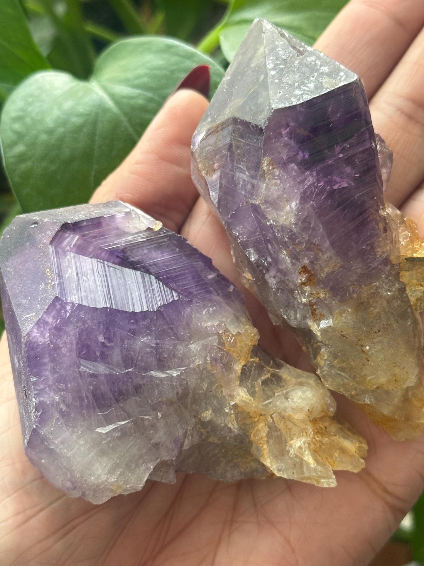 Congo Amethyst Box, Raw Congo Amethyst , Amethyst, Congo Amethyst Root, Crystal Lot, Crystal Wholesale