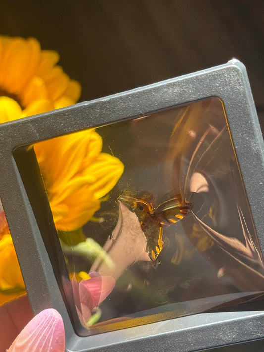 Hummingbird Crystal Carving, Golden Fossil Resin, Gemstone carving From Chipas Mexico,